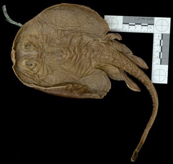 Media type: image; Ichthyology 42944